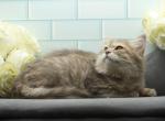 Yennefer of RomanovCats - Siberian Kitten For Sale - Ashburn, VA, US