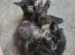 Chibs - Minuet Kitten For Sale - South Bend, IN, US