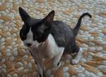 Bono - Devon Rex Kitten For Sale - Stanford, MT, US