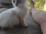 Lizzy - Minuet Kitten For Sale - 