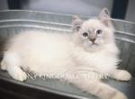 Blue Mitted Lynx - Ragdoll Kitten For Sale - 