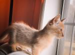 Sherbert - Munchkin Kitten For Sale - 