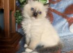 Ragdoll female kitten - Ragdoll Kitten For Sale - East Earl, PA, US