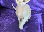 Snow Ball - Devon Rex Kitten For Sale - Bloomington, IL, US