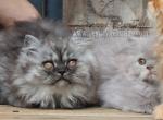 Jolene - Persian Kitten For Sale - Bargersville, IN, US