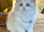 Bella - Ragdoll Kitten For Sale - Las Vegas, NV, US