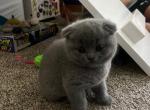 Peanut - Scottish Fold Kitten For Sale - 