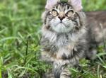 Zaya - Maine Coon Kitten For Sale - 