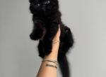 Blacky Fold - Scottish Fold Kitten For Sale - Hollywood, FL, US