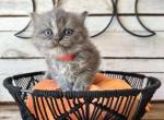 Maple - Persian Kitten For Sale - FL, US