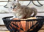 Oaklee - Persian Kitten For Sale - FL, US