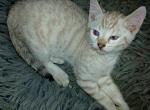 Ty - Bengal Kitten For Sale - 