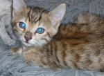 Zeke - Bengal Kitten For Sale - 