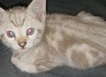 Milo - Bengal Kitten For Sale - Middleport, NY, US