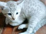 Minki - Bengal Kitten For Sale - Middleport, NY, US