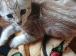 Sasha - Bengal Kitten For Sale - Middleport, NY, US