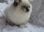 King male - Ragdoll Kitten For Sale - Agawam, MA, US