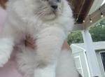 King - Ragdoll Kitten For Sale - Agawam, MA, US