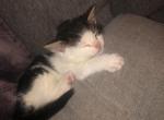 Nebula - Turkish Van Kitten For Sale - Santa Clarita, CA, US