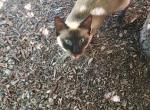 Slim Jim - Domestic Cat For Sale - Chicago, IL, US