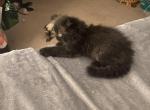 Minkas kittens - Persian Kitten For Sale - Ellington, CT, US