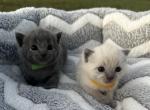 Russian Blue - Russian Blue Kitten For Sale - Chariton, IA, US