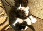 WOLVERINE Male Ultra Poly black smoke and white - Maine Coon Kitten For Sale - 