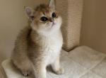 West - British Shorthair Kitten For Sale - Federal Way, WA, US