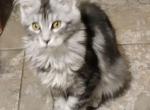 Royal silver tabby male maine coon kitten - Maine Coon Kitten For Sale - Union City, MI, US