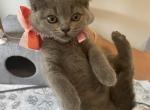 PINKY - British Shorthair Kitten For Sale - San Antonio, TX, US