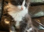 Smoke On The Water - Maine Coon Kitten For Sale - Union City, MI, US