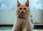 Empathic Zorro guy - Maine Coon Kitten For Sale - Hollywood, FL, US