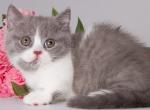 Darina - Munchkin Kitten For Sale - Norwalk, CT, US