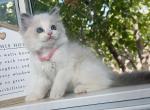 Matcha - Ragdoll Kitten For Sale - Las Vegas, NV, US