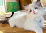 Ziggy - Ragdoll Kitten For Sale - Las Vegas, NV, US