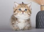 NusaLa - Munchkin Kitten For Sale - Norwalk, CT, US