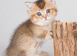 Nikoj - Munchkin Kitten For Sale - Norwalk, CT, US