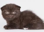 Dgudekk_ - Munchkin Kitten For Sale - Norwalk, CT, US