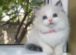 R027 - Ragdoll Kitten For Sale - Los Angeles, CA, US