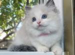 R027 - Ragdoll Kitten For Sale - Los Angeles, CA, US