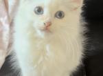 Silver Tortie Siberian - Siberian Kitten For Sale - VT, US