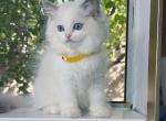 R024 - Ragdoll Kitten For Sale - 