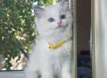 R024 - Ragdoll Kitten For Sale - 