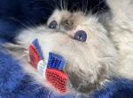 Himalayan Seal Point Kitten - Persian Kitten For Sale - Long Beach, CA, US