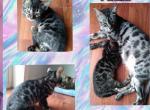 Female Bengal - Bengal Kitten For Sale - Edgewood, MD, US