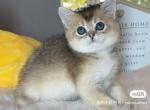 B017 - British Shorthair Kitten For Sale - 