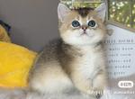 B017 - British Shorthair Kitten For Sale - Los Angeles, CA, US