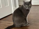 Smokey - Domestic Cat For Adoption - Millersville, MD, US