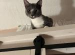 Jizz - Domestic Cat For Sale - 