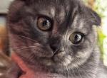 SALE Rare Smokey - Scottish Fold Kitten For Sale - Hollywood, FL, US